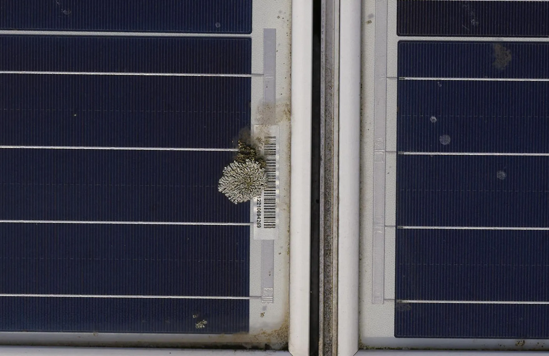 Serial number captured through lichen growth